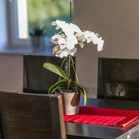 Apartment Zittera - Adults Only *